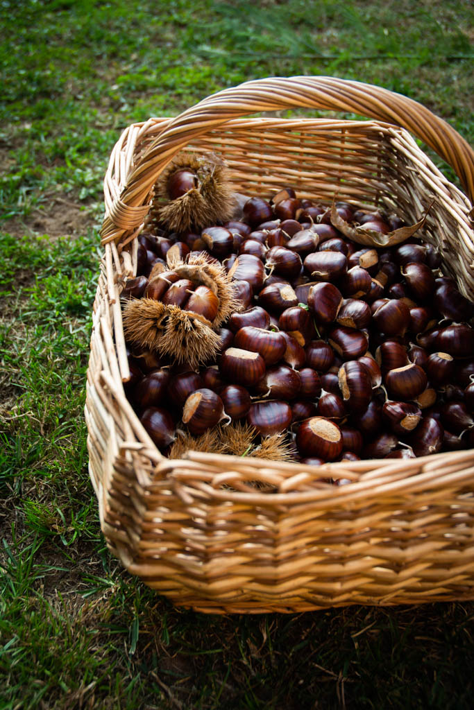 Cesto castagne 